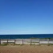 ミントの画像