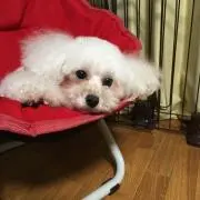 りなこ