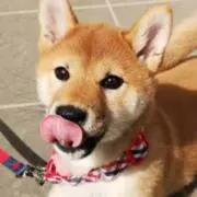 キットカットの画像