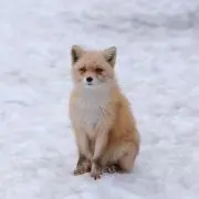 みそたま
