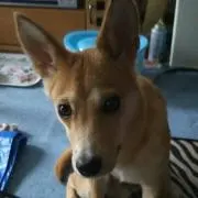 コテツ