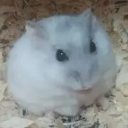 ユキちゃんの画像
