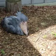 はしびろ