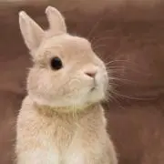 しみけん