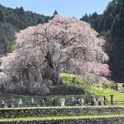 まいむの画像