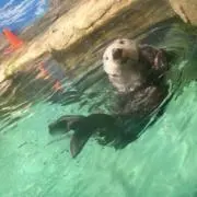 きょん