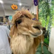 ピヨスケの画像