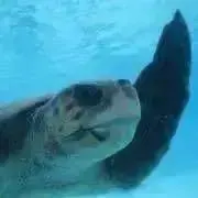 かめの画像