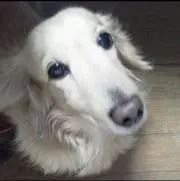 バニラの画像