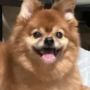 やんまー6の画像