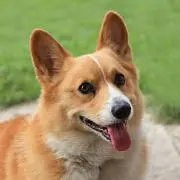 コーギー
