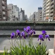 大江去来の画像