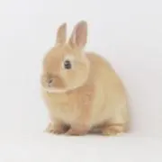 あいの画像