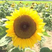 ななこの画像