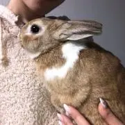 hanaco