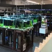 tisの画像
