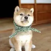 コットンの画像