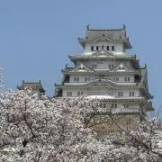 コクミの画像