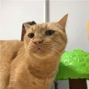 こまここの画像