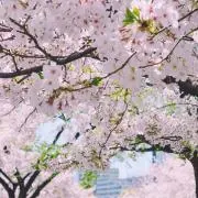みあの画像