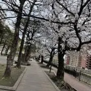 ゆいゆいの画像