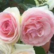 ロンサールの画像