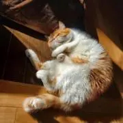 きりちゃんの画像