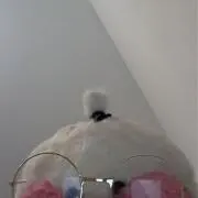 짱の画像