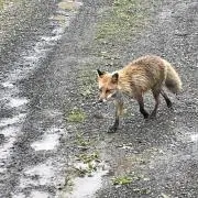 桜那