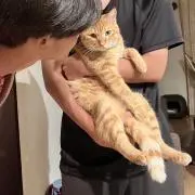 ヤス