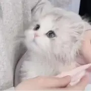 c♡の画像