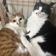 アルパカッソの画像