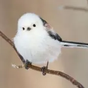 ぴよの画像
