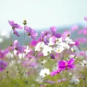 スイの画像