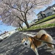 tはにわの画像