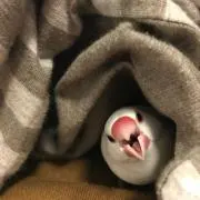 ぴのの画像