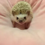 あけ