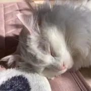 わるねこテルテルの画像
