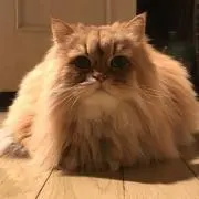 あーちゃんの画像