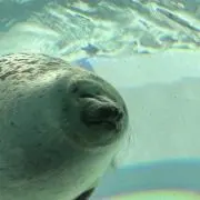 カルビーの画像