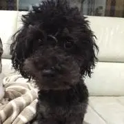 たけとらの画像