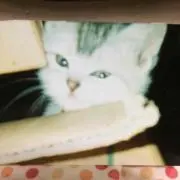 Neko 断捨離中