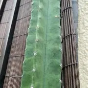 こんころりんの画像