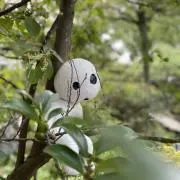 ふじの画像