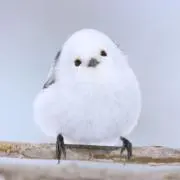 ナガの画像