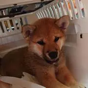 わさび