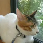 まゆまゆ