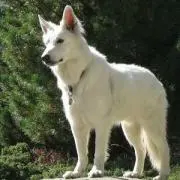 leoの画像