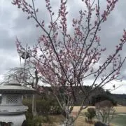 Mikaの画像