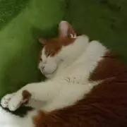 のんたろうの画像